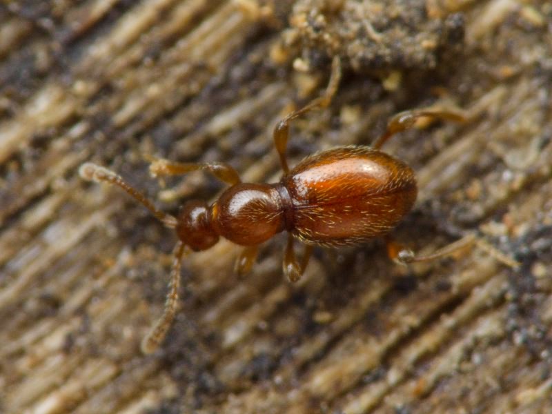 Scydmaenus rufus (P.W.J. Müller & Kunze, 1822)